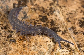 Media type: image;   Invertebrate Zoology 144608